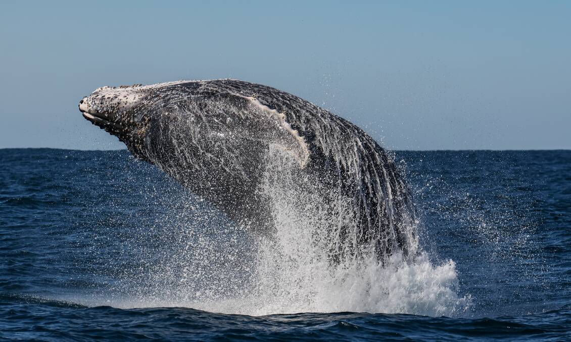 Active whale captured by Jodie Lowe's Marine Animal Photography on board with Port Jet cruises.