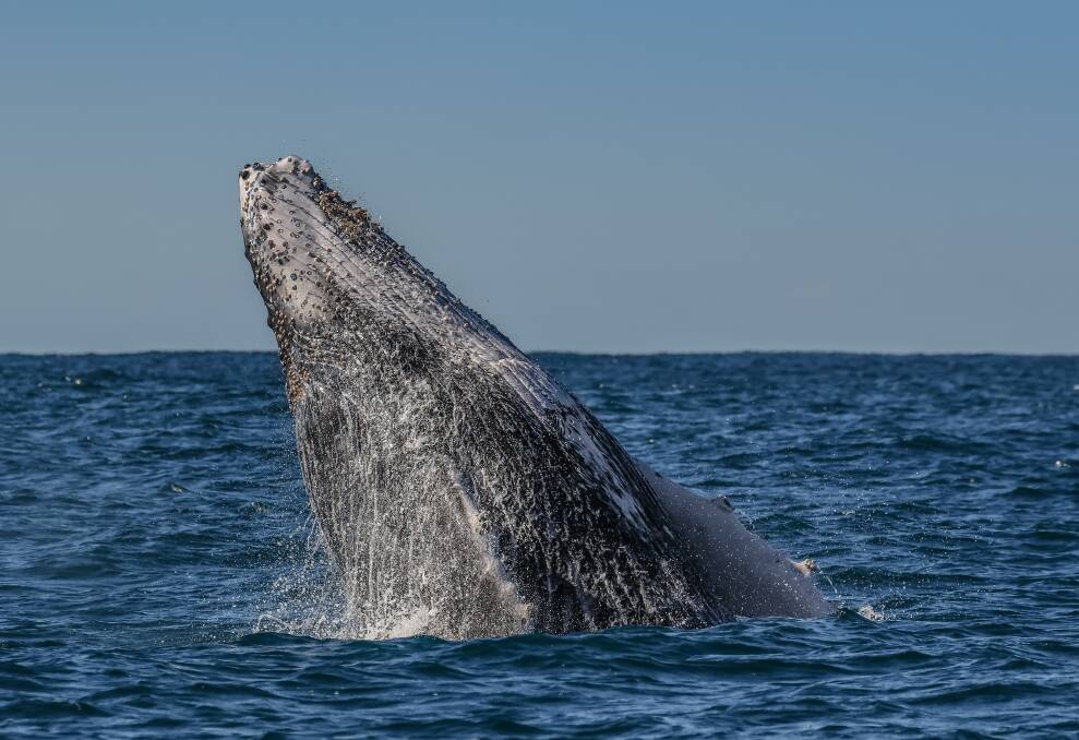 This whale was breaching off the coast of Port Macquarie on Tuesday, May 23. Picture by Jodie Lowe's Marine Animal Photography on board with Port Jet cruises. 