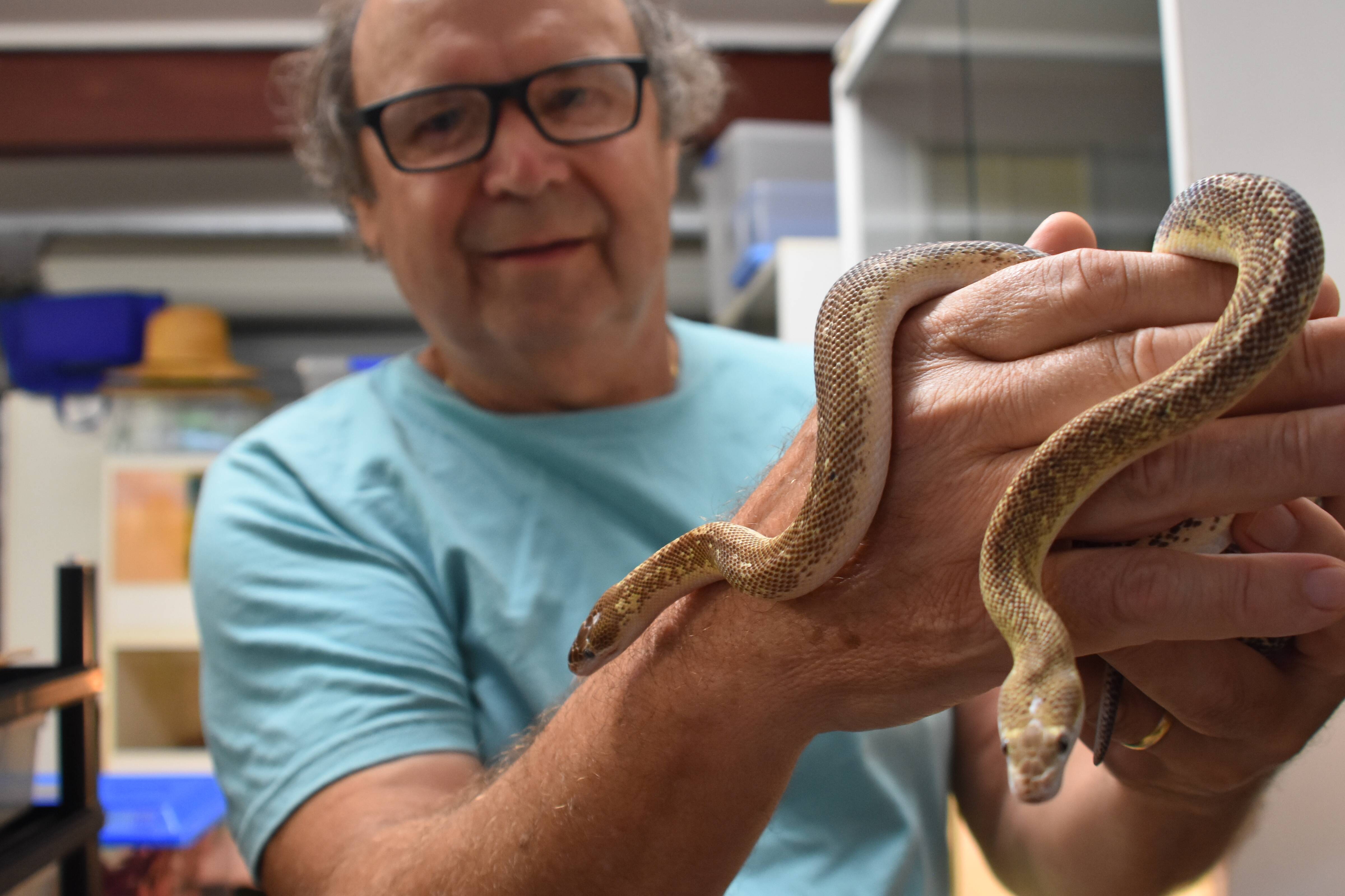 Stimson's Python Care And Breeding Information - Reptiles Magazine