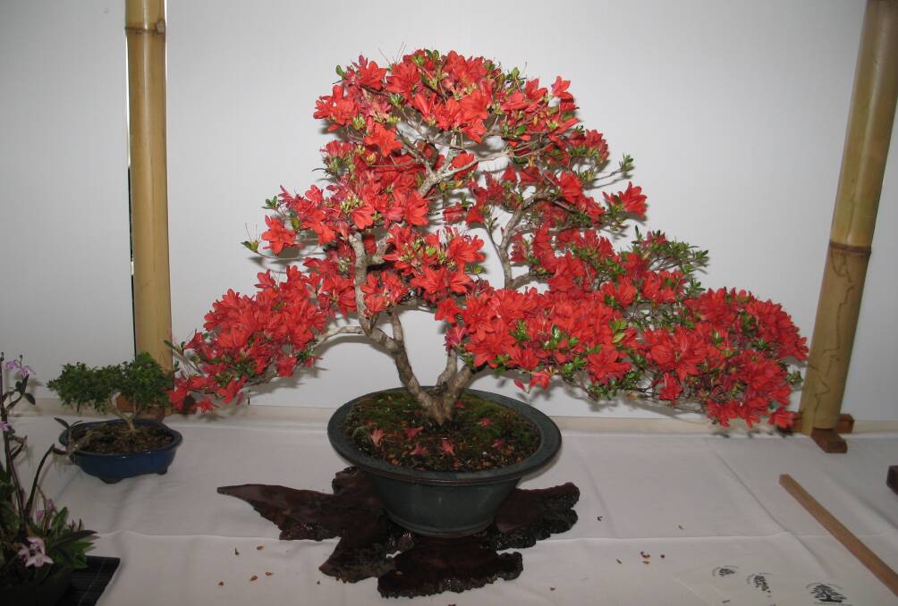 BLOOMING WONDERFUL: A red azalea bonsai.